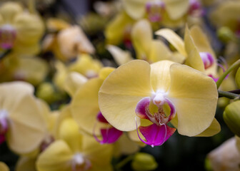 Obraz na płótnie Canvas Yellow moth orchids at the Orchid Show at the New York Botanical Gardens in the Bronx.