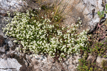 Heath bedstraw (galium saxatile) flowers in bloom