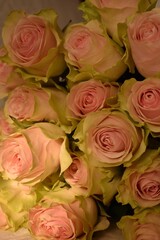 Obraz premium Large bouquet of light-colored roses