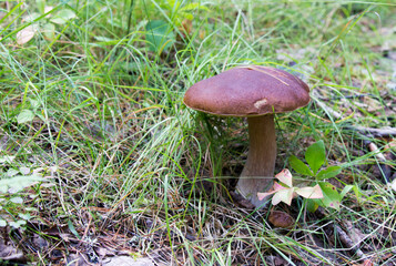A close photo of Boletus mushroom