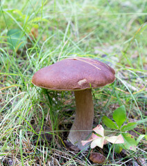 A close photo of Boletus mushroom