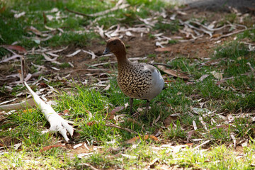 the male Australian wood duck is looking for food