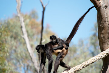 the black handed spider monkey has her son on his back