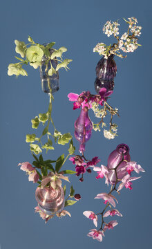 abstract spring blossom , orchids and flowers in colored glass vases on a mirror reflecting the blue sky