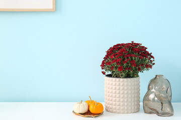Pot with beautiful chrysanthemum flowers and pumpkins on white table in living room, closeup