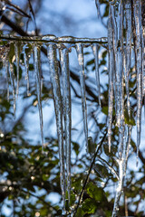 Tree branches with green leaves covered in ice in winter.