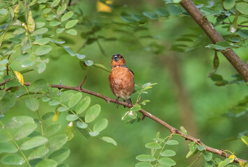 robin on a branch