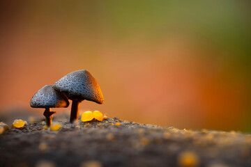 A mushroom photographed in its habitat. Natural and aesthetic mushroom photograph. Nature background..