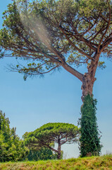 Pompeii, Campania, Italy - July 29th 2024: View of trees in Pompeii