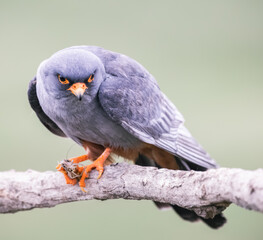 male red footed falcon bird