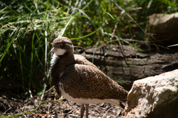 the bush stone curlew is walking  in the bush