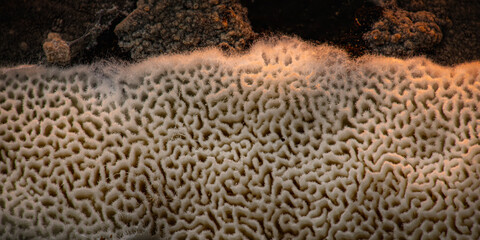 A mushroom photographed in its habitat. Mushrooms growing on tree trunks. Natural and aesthetic mushroom photograph. Nature background..