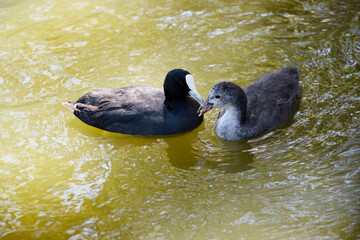 The mother Eurasian coot is feeding her chick
