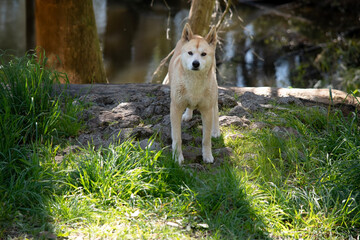 the golden dingo is checking out his domain
