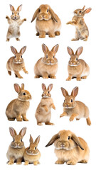 Fototapeta premium PNG brown rabbit design element set, transparent background