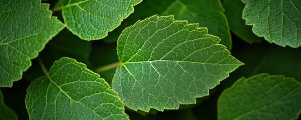 Obraz premium Close-up of vivid green leaves with detailed veins in natural light