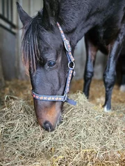 Selbstklebende Fototapeten Horse © Romy