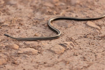 snake in the sand