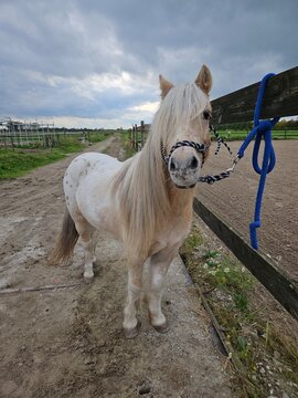 Mini horse 