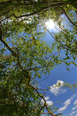 Obraz premium Sunlight streams gently through a lush green canopy set against a bright blue sky above