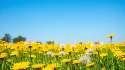 Bright and sunny field filled with vibrant yellow dandelion flowers under a clear blue sky, summer, serene
