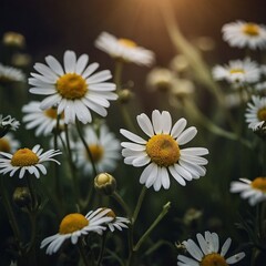 Fototapeta premium Vibrant Close-up of White Daisy Bloom in a Serene Garden Setting