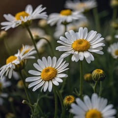 Obraz premium Vibrant Daisy Bloom Close Up in Fresh Garden with Beautiful Scenery and Tranquil Nature