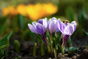 Honey bee collecting nectar from crocus flower in springtime