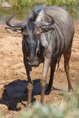 Streifengnu / Blue wildebeest / Connochaetes taurinus