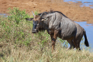 Streifengnu / Blue wildebeest / Connochaetes taurinus