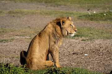 Young Male Lion Resting in the Sun