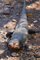 Obraz premium Felsen-Schildechse / Giant plated lizard / Matobosaurus validus