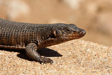 Felsen-Schildechse / Giant plated lizard / Matobosaurus validus