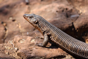 Fototapeta premium Felsen-Schildechse / Giant plated lizard / Matobosaurus validus