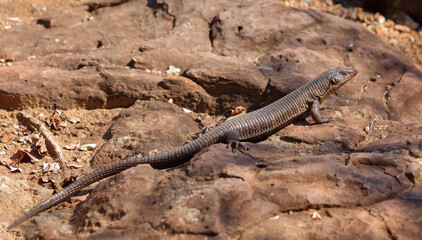 Felsen-Schildechse / Giant plated lizard / Matobosaurus validus