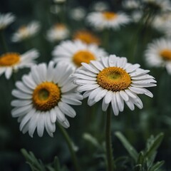 Fototapeta premium Vibrant Close-Up of Blooming Daisy with Dew Drops in a Lush Garden Background