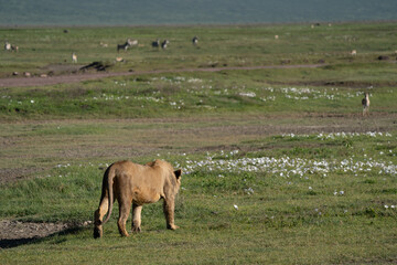 Young Male Lion Walking Through the Grasslands