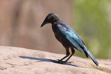 Rotschulter-Glanzstar/ Cape glossy starling or Red-shouldered glossy starling / Lamprotornis nitens.
