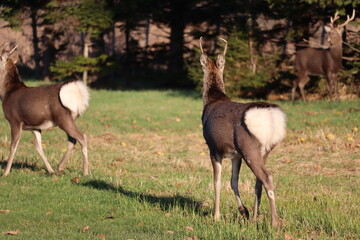 エゾシカ