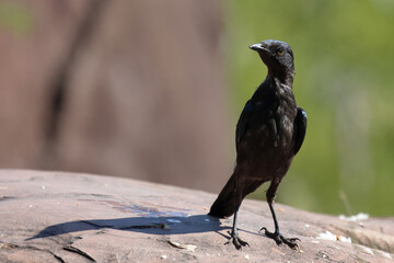 Rotschulter-Glanzstar/ Cape glossy starling or Red-shouldered glossy starling / Lamprotornis nitens.