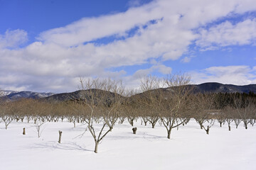 雪の積もった果樹園