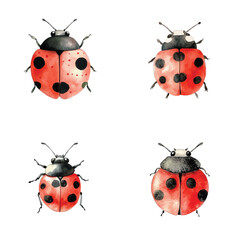 red ladybird watercolor hand drawn illustration concept © daniel