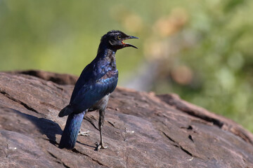 Rotschulter-Glanzstar/ Cape glossy starling or Red-shouldered glossy starling / Lamprotornis nitens.
