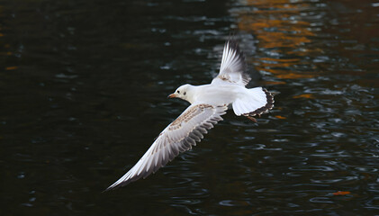 seagull in flight