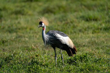 Majestic Grey Crowned Crane in the African Grasslands