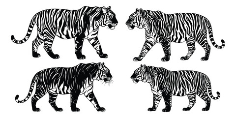 Four Black white  Tigers Walking with white background
