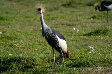 Majestic Grey Crowned Crane in the African Grasslands