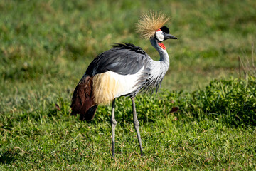 Majestic Grey Crowned Crane in the African Grasslands