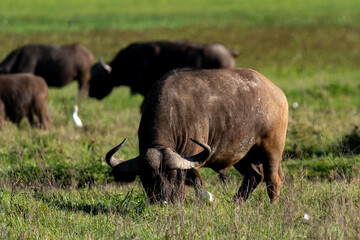 African Buffalo Grazing in the Savanna