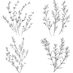 Fototapeta premium vector thyme herb for culinary watercolor hand drawn illustration concept